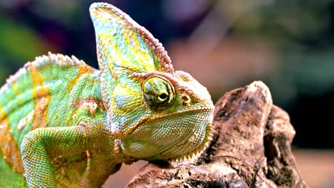 On a piece of wood, a chameleon is resting