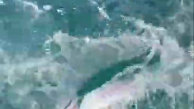 Amazing Ocean Fishing Video # shorts