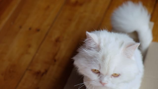 White Cat Inside a Box on A Wooden Floor