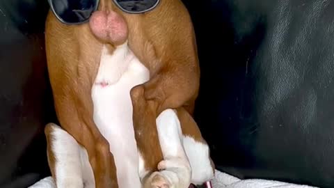 Funny animals video 2022 -- funny dogs