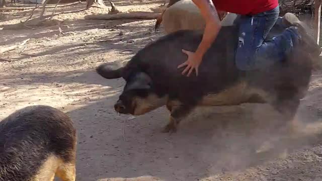 Dude Jumps in on the Hog Rodeo