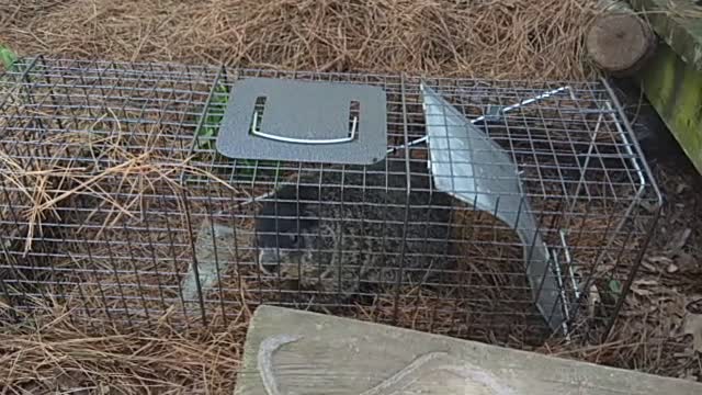 The first Woodchuck/ Rockchuck/ Groundhog humanely captured .Three-tooth.