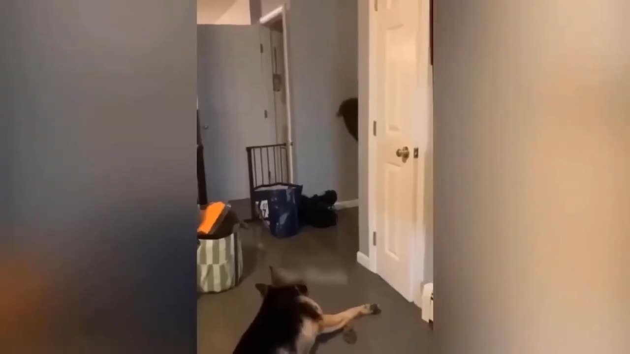 Funniest Dogs and Cats Videos 😁