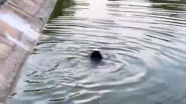 dog in water