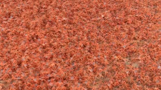 Ground Crawls With Massive Baby Crab Migration