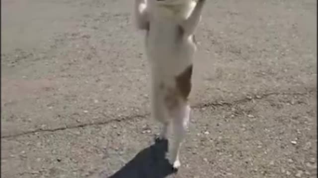 funny dog , funny animal