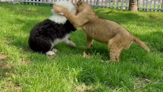 Cute tiger and cute dog