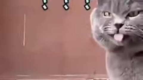 the orange cat is mean and barbaric