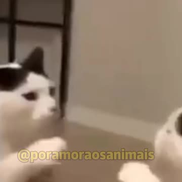 THE CAT I FAIL WITH MIRROR