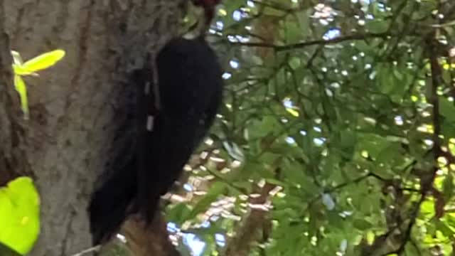 The pileated woodpecker (Dryocopus pileatus)