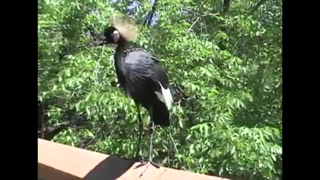 Exotic Bird Ambushes Tourist Trying To Take A Picture