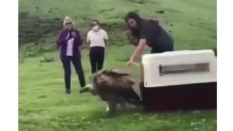 Hilarious animals compilation 😂😂