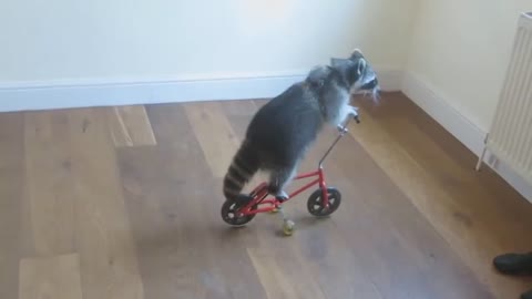 Funny Raccoon riding a small bike