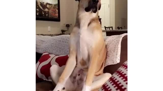 Tan dog sits up on brown couch and falls asleep.