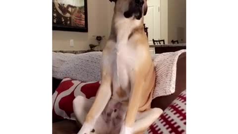 Tan dog sits up on brown couch and falls asleep.