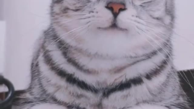 Who is handsome, I am handsome