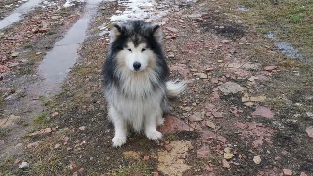 Dog Training with a Ball