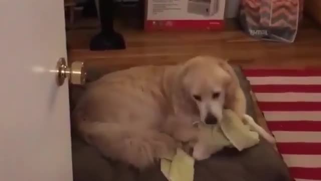 Dog goes up to the second floor