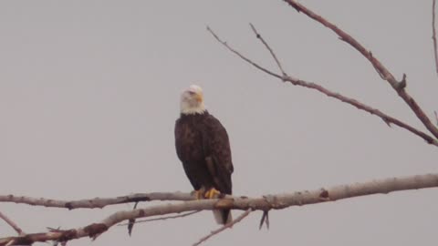 254 Toussaint Wildlife - Oak Harbor Ohio - Eagle Decides It Likes The Spot Light