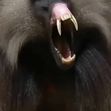 The biggest mouth you will ever see in your life