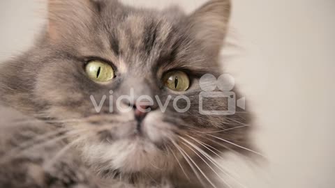 Close Up Of A Cat's Face And Eyes