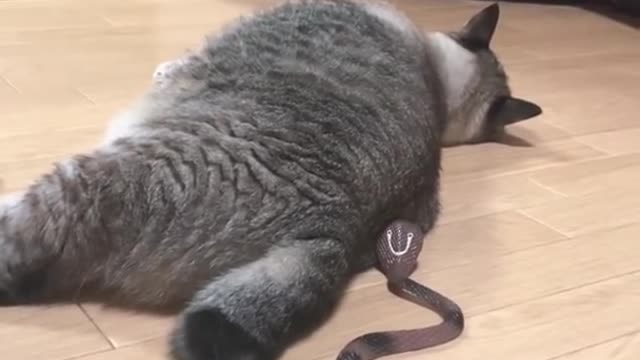 Cat And Snake Funny Video