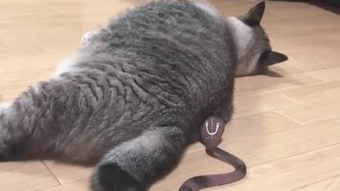 Cat And Snake Funny Video