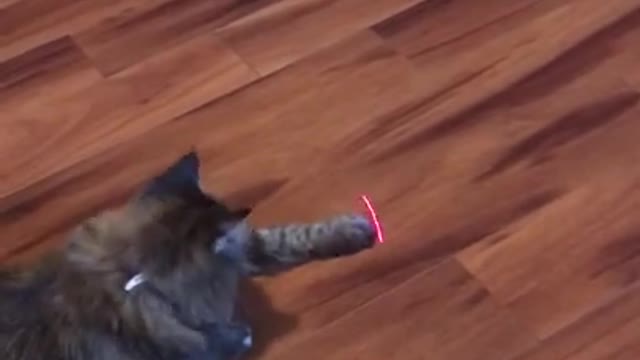 Cat Vs Laser Pointer 🐈 😂 - Funny Animal Reaction Videos