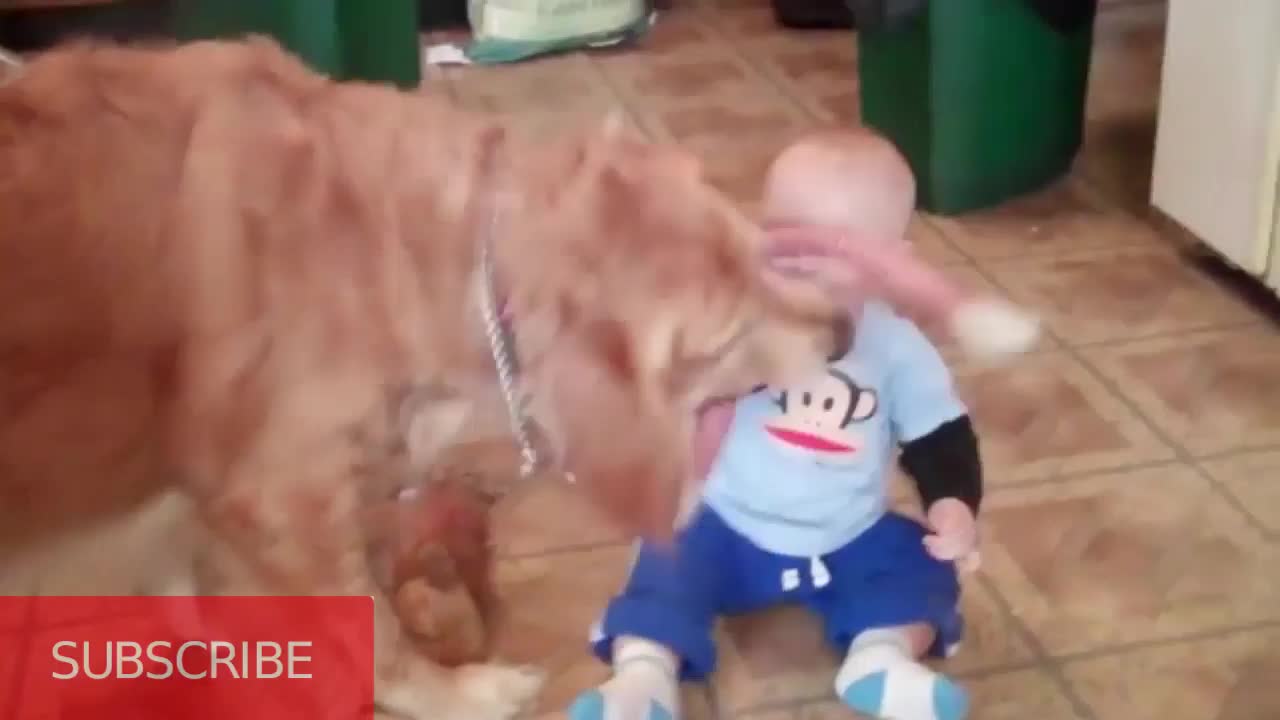 FUNNY BABIES AND PETS VIDEOS COMPILATION Try not to laugh