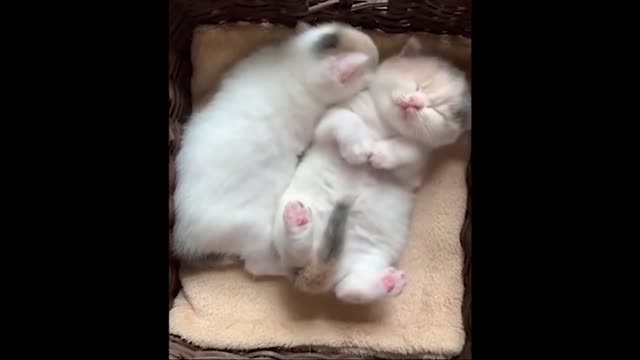 Funny pets enjoying and playing