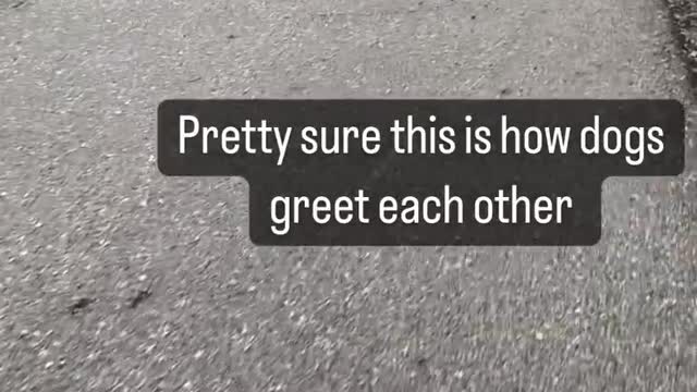 How dogs meets each other