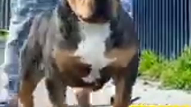 Dog training video