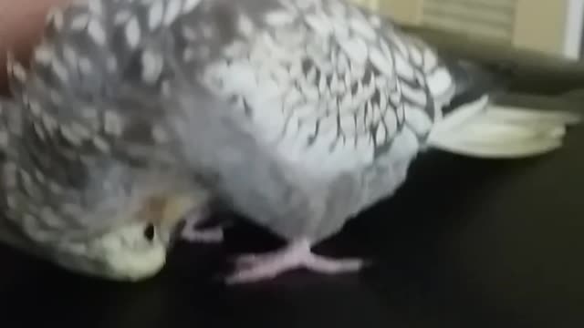 Fell asleep while waiting to be scratch