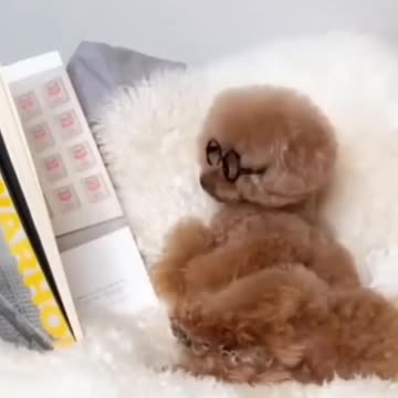 Funny dog videos The end of the video is very funny