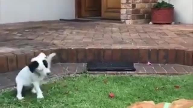 My funny dog