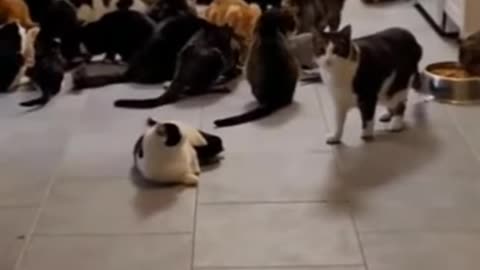 Cute cat shorts