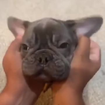 Wow! Very good baby Dogs🐕|cute and funny videos compilation#Shorts