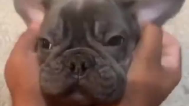 Wow! Very good baby Dogs🐕|cute and funny videos compilation#Shorts