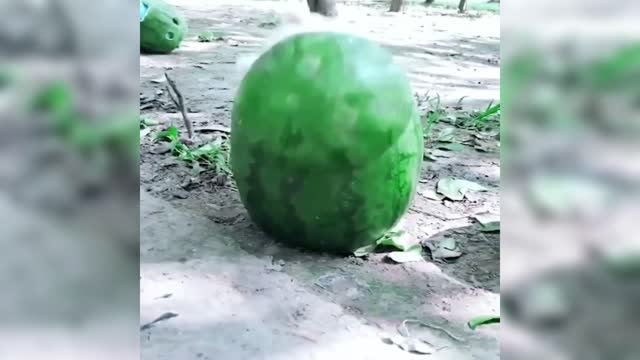 The dog put in the watermelon, the watermelon will be very sweet