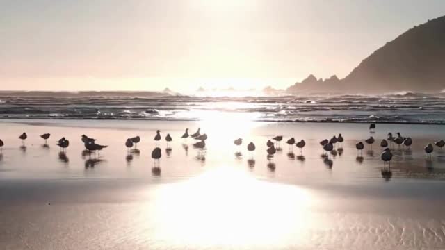 Beach Birds at Sunset