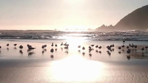 Beach Birds at Sunset