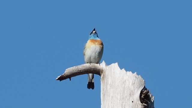 Lazuli Bunting singing