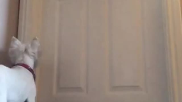 Cute Animals,lovely Animals#521|Funny animals Reaction 2021.