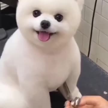 Cute Dog Funny Video