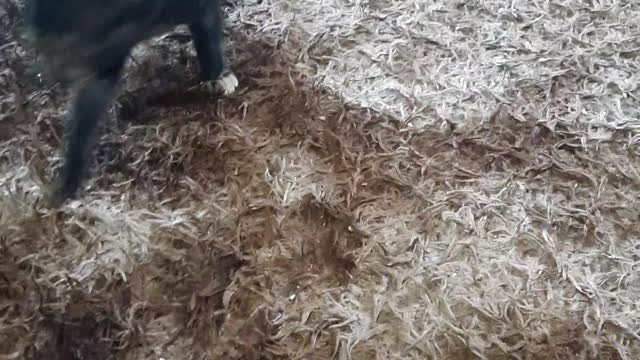 See this cat, it's funny