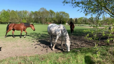 Horses are enjoying with grass