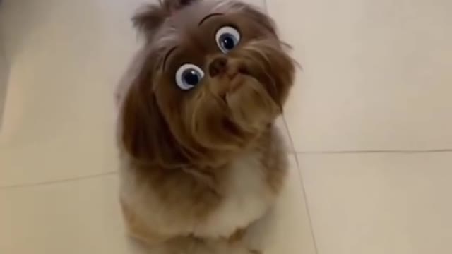 Dog with Snapchat Filters Cute Shitzu