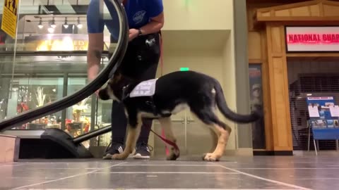 Puppy's First Month of Service Dog Training