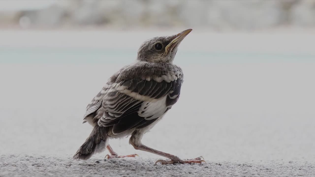 Mockingbird at my Door