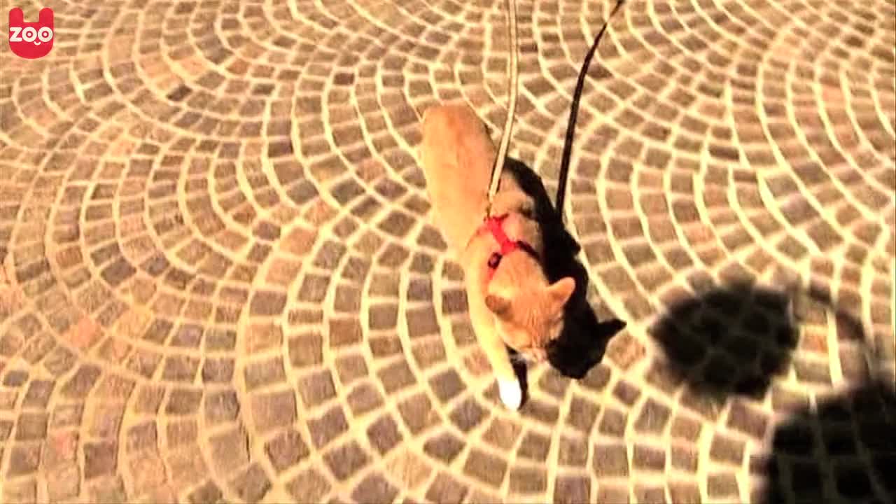 Hollywood's Most Famous Cat?